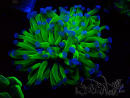 WYSIWYG Euphyllia paraancora (Maricoltura acclimatata sotto LED) 4C3