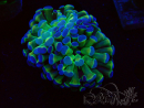WYSIWYG Euphyllia paraancora (Marikultur angepasst unter LED) 4C4