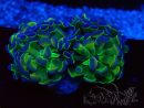 WYSIWYG Euphyllia paraancora (Acclimatato alla maricoltura sotto LED) 4C5