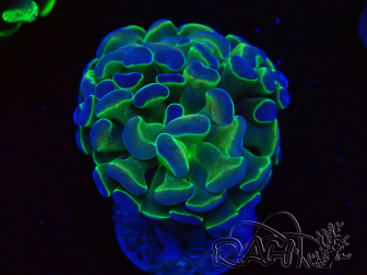 WYSIWYG Euphyllia paraancora (Maricultura aclimatada bajo LED) 4C6