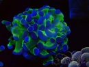 WYSIWYG Euphyllia paraancora (Acclimatato alla maricoltura sotto LED) 4C5
