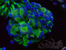 WYSIWYG Euphyllia paraancora (Maricoltura acclimatata sotto LED) 4C6