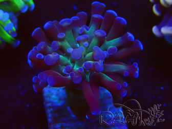 WYSIWYG Euphyllia paraancora (Marikultur akklimatisiert unter LED) 4C5