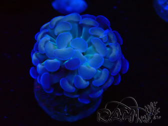 WYSIWYG Euphyllia paraancora (Maricultura aclimatada bajo LED) 4C6