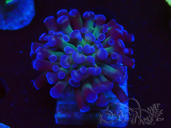 WYSIWYG Euphyllia paraancora (Mariculture acclimated under LED) 4D1