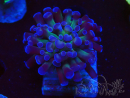 WYSIWYG Euphyllia paraancora (Maricultura aclimatada bajo LED) 4D1