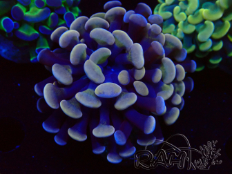 WYSIWYG Euphyllia paraancora (Maricoltura acclimatata sotto LED) 4D2