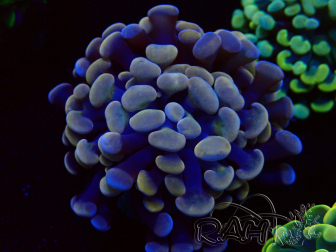 WYSIWYG Euphyllia paraancora (Maricoltura acclimatata sotto LED) 4D3