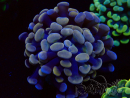 WYSIWYG Euphyllia paraancora (Mariculture acclimated under LED) 4D3