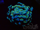 WYSIWYG Euphyllia paraancora (LED-acclimated mariculture) 4D4