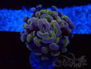 WYSIWYG Euphyllia paraancora (Mariculture acclimated under LED) 4D5