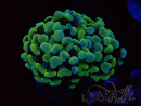WYSIWYG Euphyllia paraancora (Maricoltura acclimatata sotto LED) 4D6