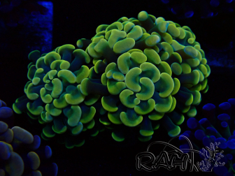 WYSIWYG Euphyllia paraancora (Maricoltura acclimatata sotto LED) 4D5