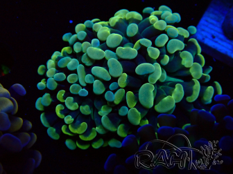 WYSIWYG Euphyllia paraancora (Mariculture acclimaté sous LED) 4D8