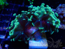 WYSIWYG Euphyllia paraancora (Maricoltura acclimatata sotto LED) 4A1