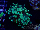 WYSIWYG Euphyllia paraancora (Mariculture acclimated under LED) 4A2
