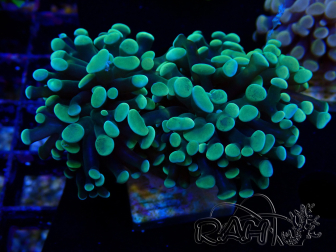 WYSIWYG Euphyllia paraancora (Maricultura aclimatada bajo LED) 4A3