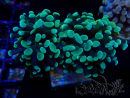 WYSIWYG Euphyllia paraancora (Maricultura aclimatada bajo LED) 4A3