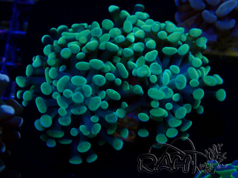WYSIWYG Euphyllia paraancora (Mariculture acclimaté sous LED) 4A4