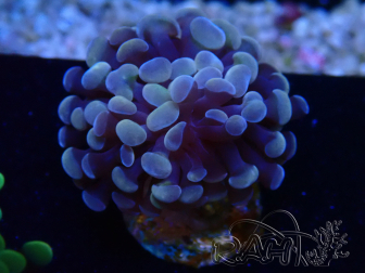 WYSIWYG Euphyllia paraancora (Marikultur akklimatisiert unter LED) 4A5