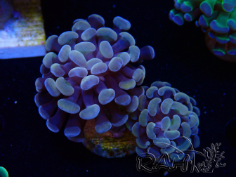 WYSIWYG Euphyllia paraancora (Mariculture acclimated under LED) 4A6