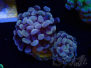 WYSIWYG Euphyllia paraancora (Mariculture acclimated under LED) 4A6