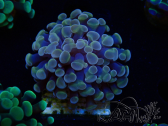 WYSIWYG Euphyllia paraancora (Mariculture acclimaté sous LED) 4A5
