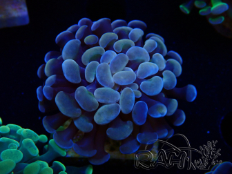 WYSIWYG Euphyllia paraancora (Marikultur akklimatisiert unter LED) 4A6