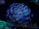 WYSIWYG Euphyllia paraancora (Mariculture acclimated under LED) 4A6