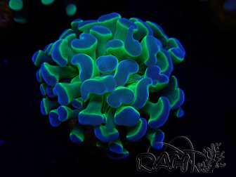 WYSIWYG Euphyllia paraancora (Marikultur akklimatisiert unter LED) 4A5