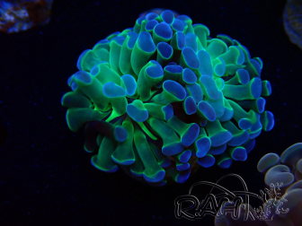 WYSIWYG Euphyllia paraancora (Mariculture acclimated under LED) 4A6
