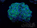 WYSIWYG Euphyllia paraancora (Maricultured acclimated under LED) 4B1