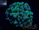 WYSIWYG Euphyllia paraancora (Mariculture acclimated under LED) 4B2