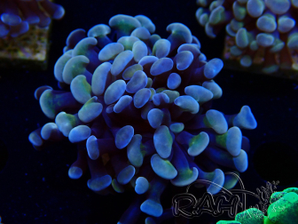 WYSIWYG Euphyllia paraancora (Maricultured, acclimated under LED) 4B3