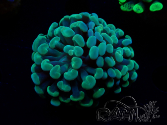 WYSIWYG Euphyllia paraancora (Mariculture acclimaté sous LED) 4B4