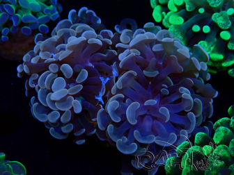 WYSIWYG Euphyllia paraancora (Maricultured acclimated under LED) 4B6