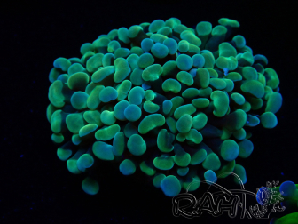 WYSIWYG Euphyllia paraancora (Mariculture acclimated under LED) 4B5