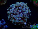 WYSIWYG Euphyllia paraancora (Maricultura aclimatada bajo LED) 4B6
