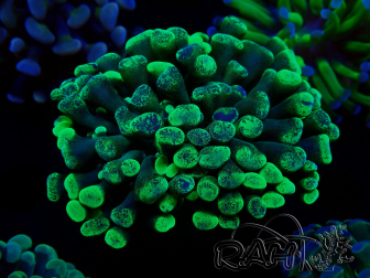 WYSIWYG Euphyllia paraancora (Maricoltura acclimatata sotto LED) 4B5