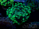 WYSIWYG Euphyllia paraancora (Maricultured acclimated under LED) 4B6
