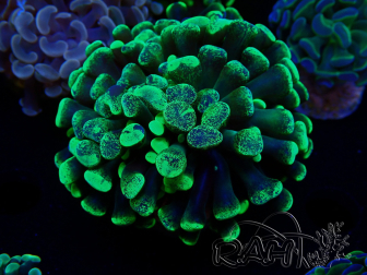 WYSIWYG Euphyllia paraancora (Mariculture acclimated under LED) 4C1