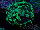 WYSIWYG Euphyllia paraancora (Mariculture acclimated under LED) 4C1