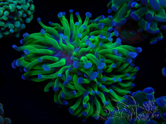 WYSIWYG Euphyllia paraancora (Mariculture acclimated under LED) 4C2