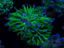 WYSIWYG Euphyllia paraancora (Mariculture acclimated under LED) 4C2