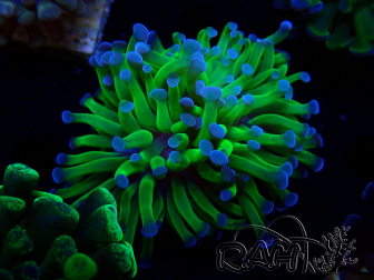 WYSIWYG Euphyllia paraancora (Maricoltura acclimatata sotto LED) 4C3