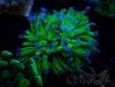 WYSIWYG Euphyllia paraancora (Maricoltura acclimatata sotto LED) 4C3