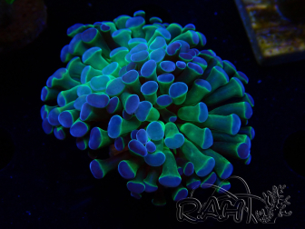 WYSIWYG Euphyllia paraancora (Mariculture acclimaté sous LED) 4C4