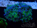 WYSIWYG Euphyllia paraancora (Maricultura aclimatada bajo LED) 4C5