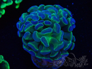 WYSIWYG Euphyllia paraancora (Mariculture acclimated under LED) 4C6