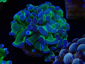 WYSIWYG Euphyllia paraancora (Mariculture acclimaté sous LED) 4C5